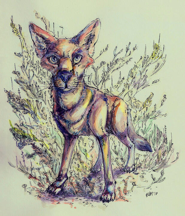 Watercolour drawing with pen linework of a coyote standing in front of sagebush.