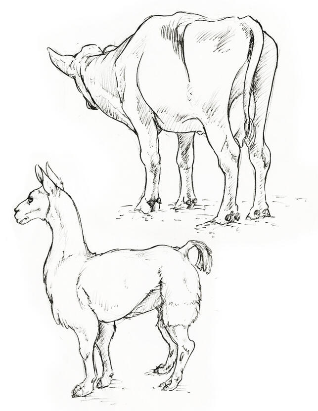 Pencil drawings of an alpaca and a cow from behind.
