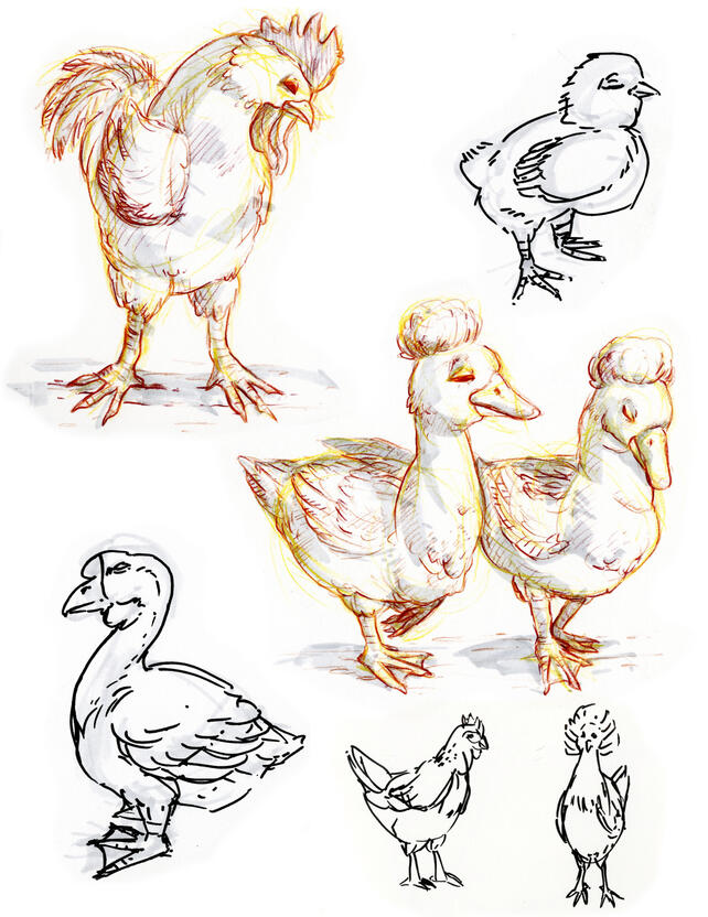 Pencil crayon, marker and pen drawings of various fancy farm birds.