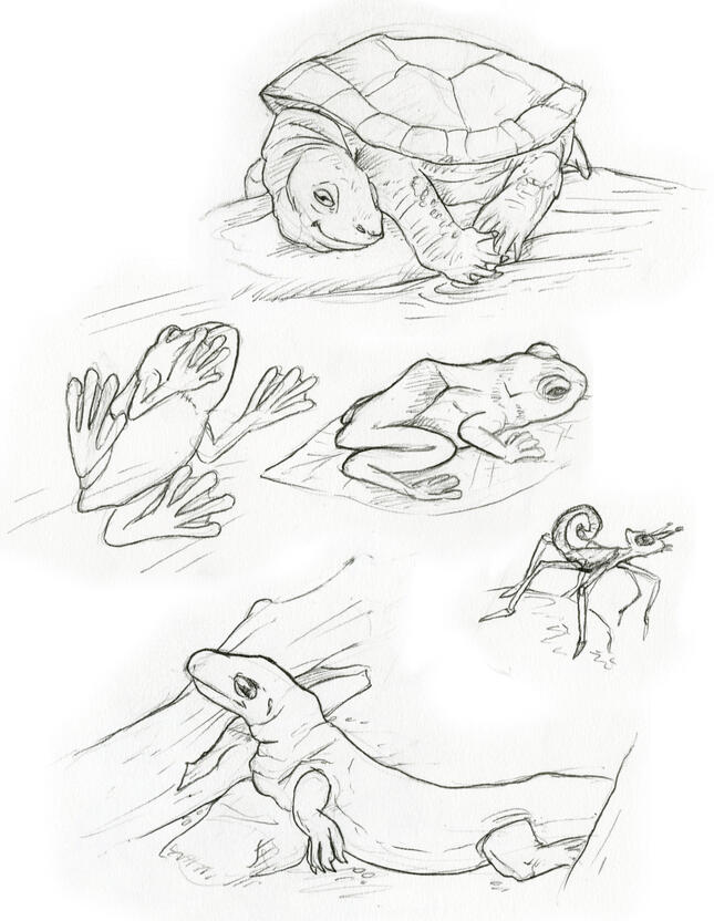 Pencil drawings of a turtle, two frogs, an insect, and a monitor lizard.