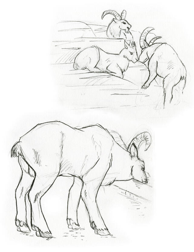 Pencil drawings of mountain goats.