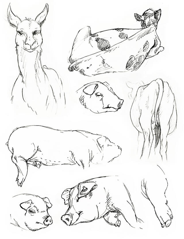 Pencil drawings of several farm animals, including cows, pigs and an alpaca.