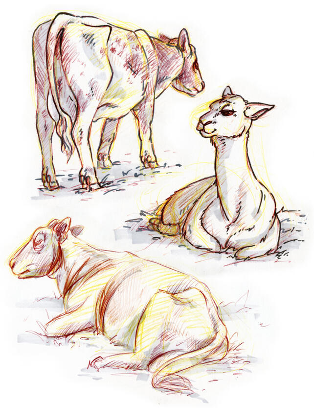 Pencil crayon, marker and pen drawings of two cows and an alpaca.