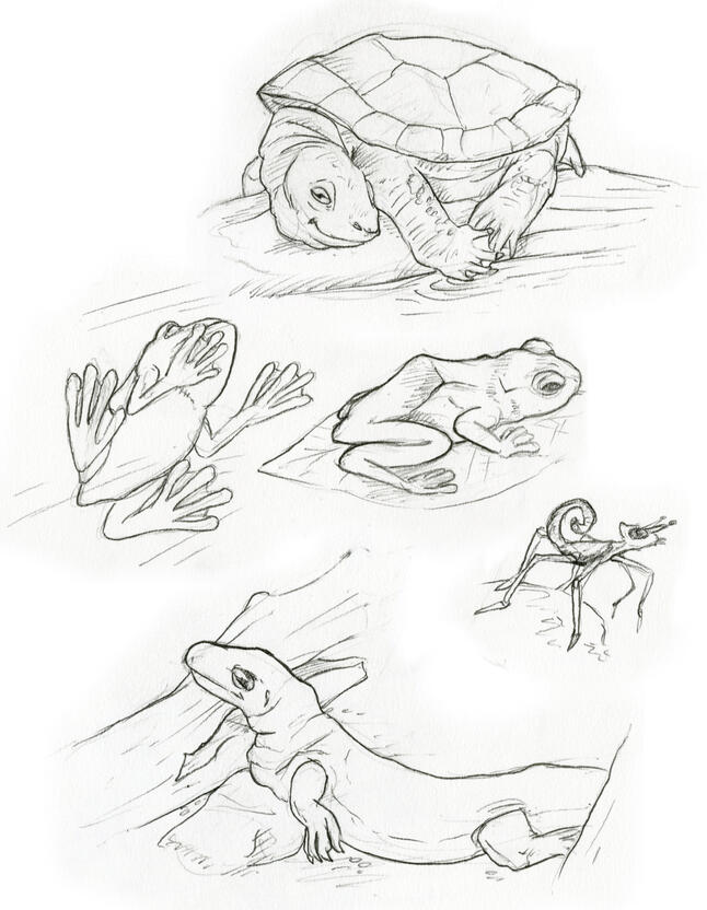 Pencil drawings of a turtle, two frogs, an insect, and a monitor lizard.