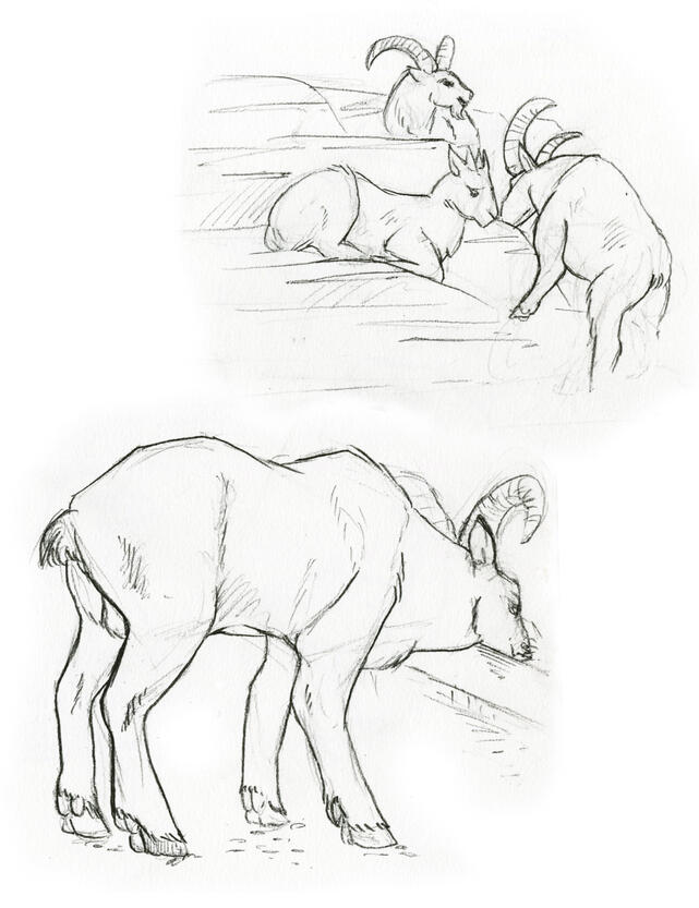 Pencil drawings of mountain goats.